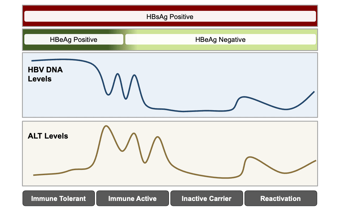 Core Concepts When To Initiate Hbv Treatment Treatment Of Hbv Hepatitis B Online